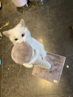 Petrebels Maine 90 Krabpaal - Cappuccino - 40 X 40 X 90 Cm - Extra Stabiel -Kattenbenodigdheden 899x1200 3