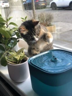 No Logo - 3L - Drinkfontein Voor Huisdieren, Water Fontein - Waterdispenser - Waterautomaat Drinkbakken 3L Voor Huisdieren Katten - Honden - Konijnen - Goud - Groen - Kattenfontein - Fontein - Drink - Bak - Drinkbak - Hond - Konijn - Kat - 2l - 1l - 13 No Logo - 3L - Drinkfontein Voor Huisdieren, Water Fontein - Waterdispenser - Waterautomaat Drinkbakken 3L Voor Huisdieren Katten - Honden - Konijnen - Goud - Groen - Kattenfontein - Fontein - Drink - Bak - Drinkbak - Hond - Konijn - Kat - 2l - 1l - -Kattenbenodigdheden 899x1200 6