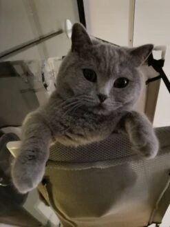 Cas & Lux Relaxerende Hangmat Voor Katten - Inclusief 2 Niveau's Met Sterke 30kg Draagkracht - Kattenhangmat - Kattenhangmat Raam – Kattenmand - Kattenhuis - Kattenkussen - Hangmat Kat - Kattenbed 11 Cas & Lux Relaxerende Hangmat Voor Katten - Inclusief 2 Niveau's Met Sterke 30kg Draagkracht - Kattenhangmat - Kattenhangmat Raam – Kattenmand - Kattenhuis - Kattenkussen - Hangmat Kat - Kattenbed -Kattenbenodigdheden 900x1200 24