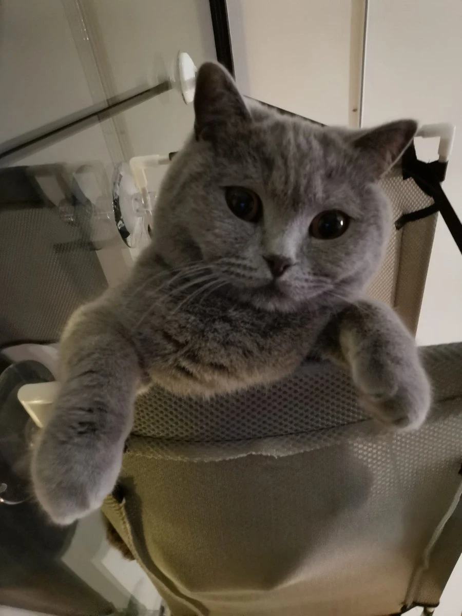 Cas & Lux Relaxerende Hangmat Voor Katten - Inclusief 2 Niveau's Met Sterke 30kg Draagkracht - Kattenhangmat - Kattenhangmat Raam – Kattenmand - Kattenhuis - Kattenkussen - Hangmat Kat - Kattenbed 5 Cas & Lux Relaxerende Hangmat Voor Katten - Inclusief 2 Niveau's Met Sterke 30kg Draagkracht - Kattenhangmat - Kattenhangmat Raam – Kattenmand - Kattenhuis - Kattenkussen - Hangmat Kat - Kattenbed - Afbeelding 3