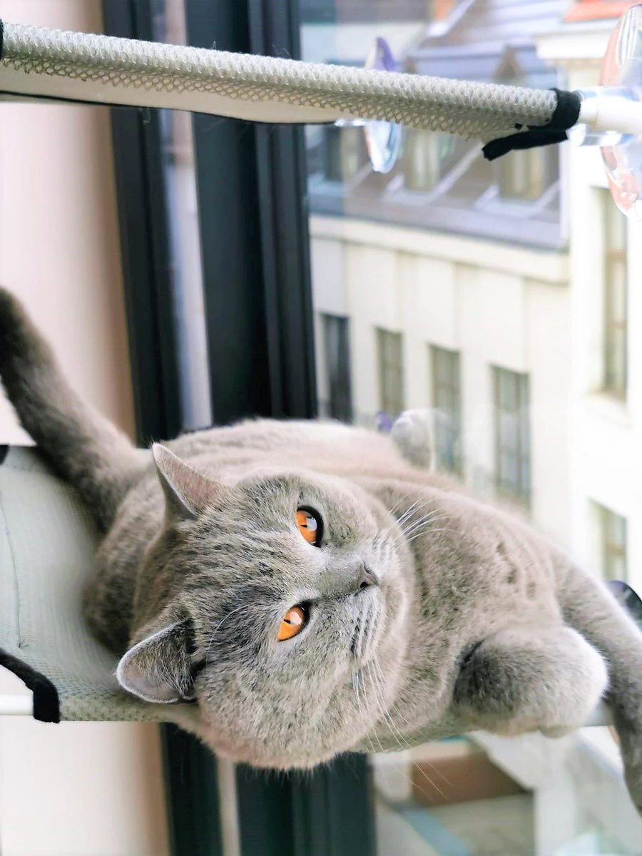 Cas & Lux Relaxerende Hangmat Voor Katten - Inclusief 2 Niveau's Met Sterke 30kg Draagkracht - Kattenhangmat - Kattenhangmat Raam – Kattenmand - Kattenhuis - Kattenkussen - Hangmat Kat - Kattenbed 8 Cas & Lux Relaxerende Hangmat Voor Katten - Inclusief 2 Niveau's Met Sterke 30kg Draagkracht - Kattenhangmat - Kattenhangmat Raam – Kattenmand - Kattenhuis - Kattenkussen - Hangmat Kat - Kattenbed - Afbeelding 6