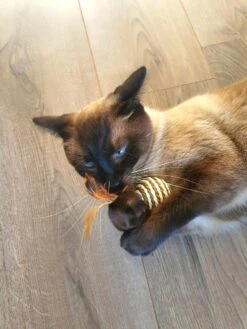 Make Life Beautiful® - Kattenspeeltjes Set - 7-delig - Kattenspeelgoed - Kattenhengel - Speelmuisjes - Kattenspeelgoed Set 19 Make Life Beautiful® - Kattenspeeltjes Set - 7-delig - Kattenspeelgoed - Kattenhengel - Speelmuisjes - Kattenspeelgoed Set -Kattenbenodigdheden 900x1200 39