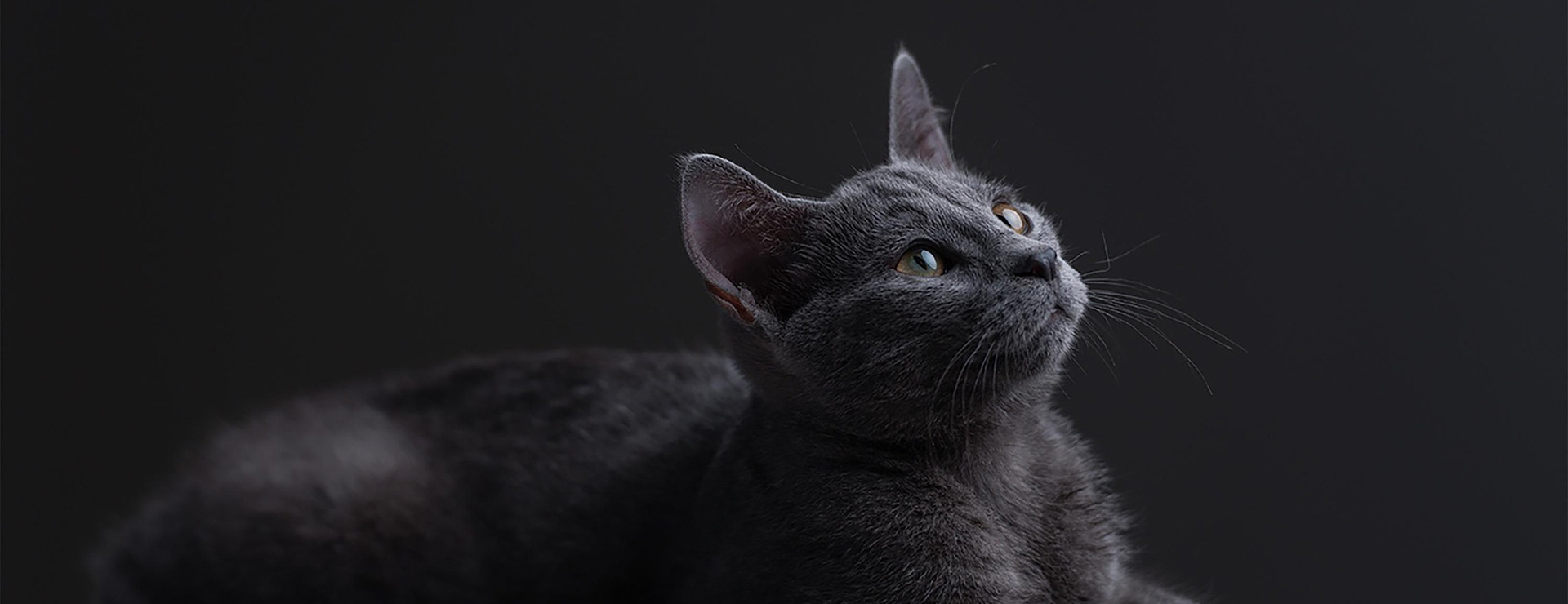 Kattenbenodigdheden 3 Kattenbenodigdheden -Kattenbenodigdheden cat 7203072 1920